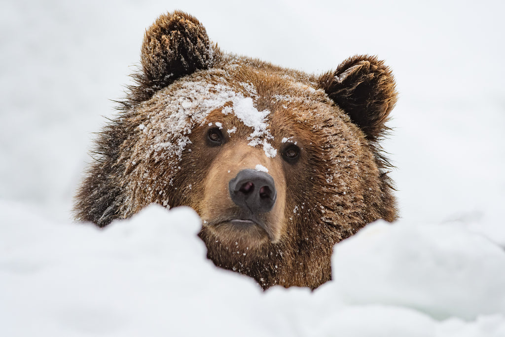 Can you see a bear in the winter?
