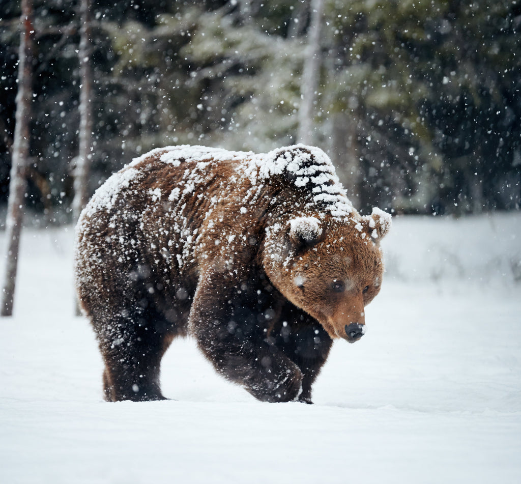 Bear sighting - Panorama area