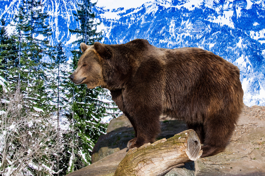 Handling and Avoiding Bear Encounters