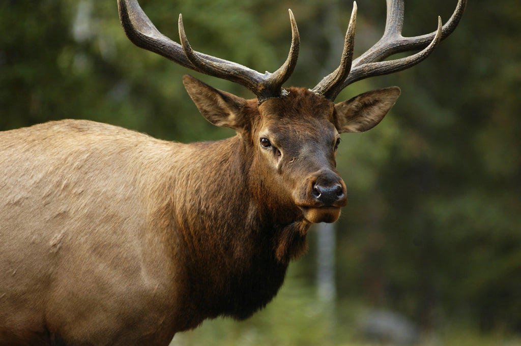 Caution during Elk Calving Season