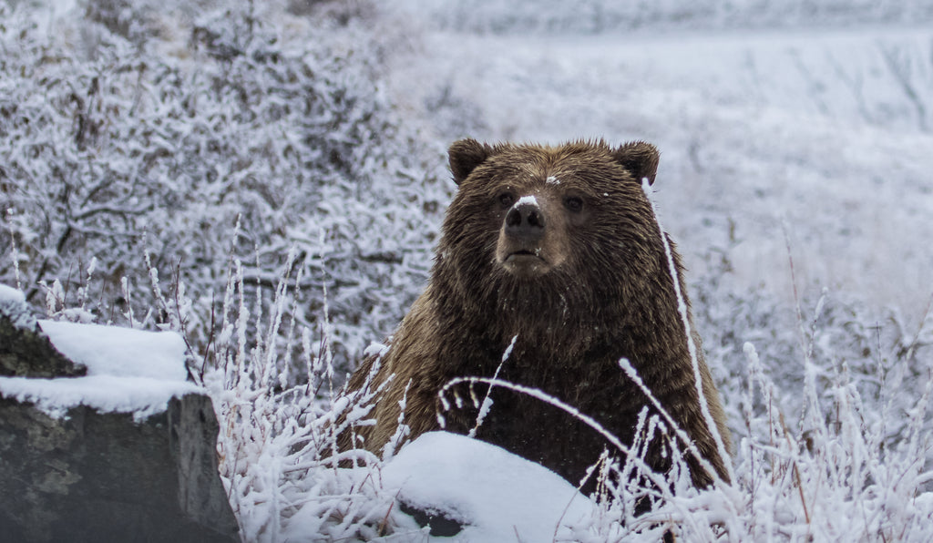 Grizzlies out of Hibernation