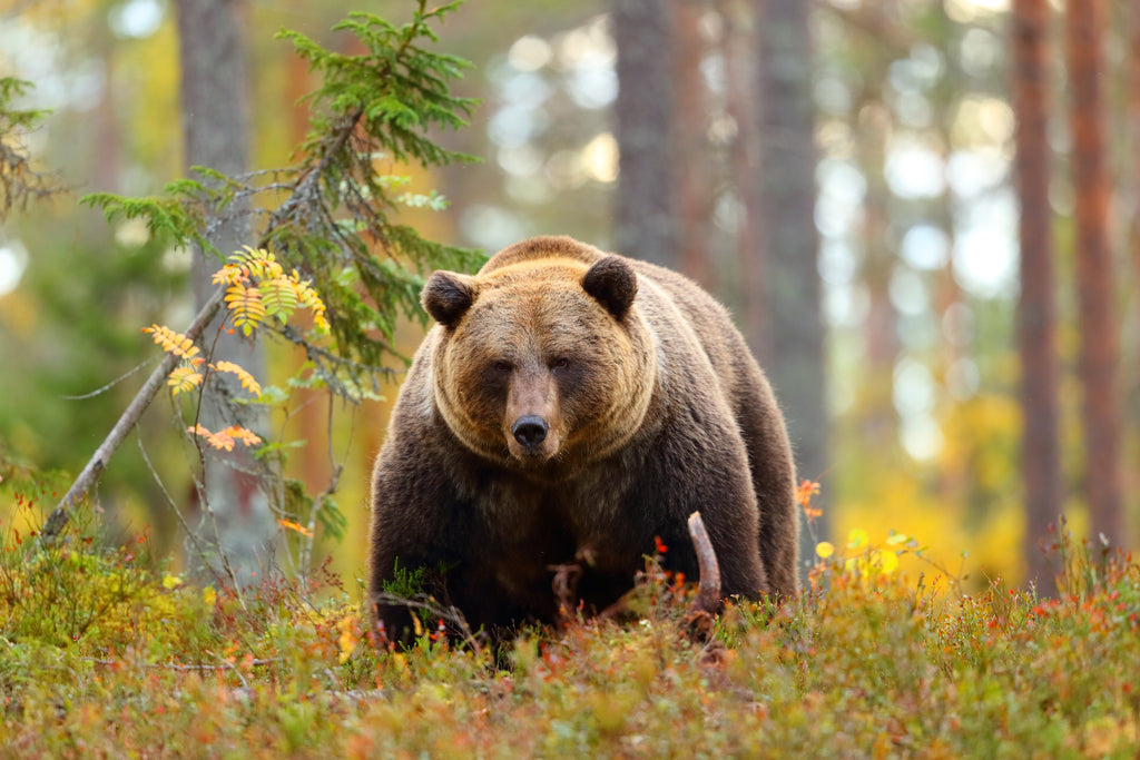 Wild Smart Bear Safety Tips