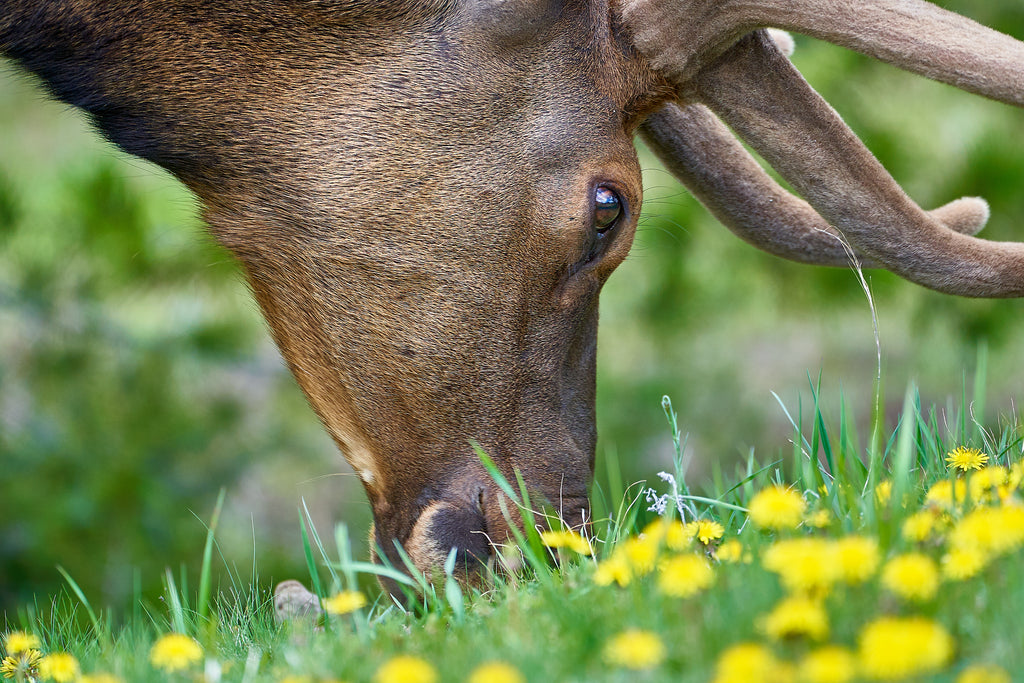 Take Caution During Elk Calving Season